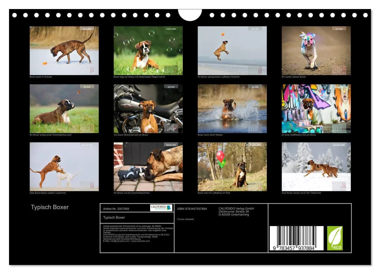 Bild: 9783457937884 | Typisch Boxer (Wandkalender 2026 DIN A4 quer), CALVENDO Monatskalender
