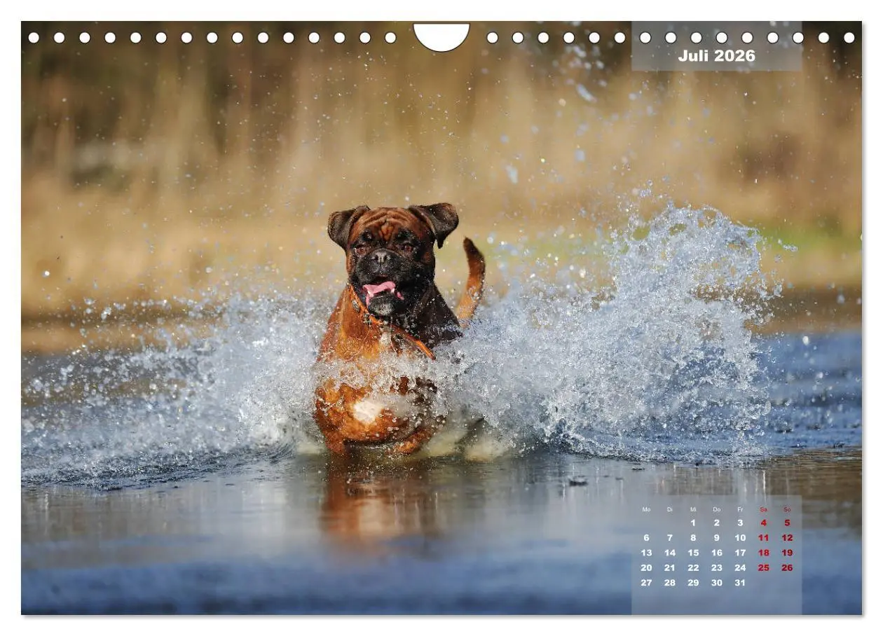 Bild: 9783457937884 | Typisch Boxer (Wandkalender 2026 DIN A4 quer), CALVENDO Monatskalender