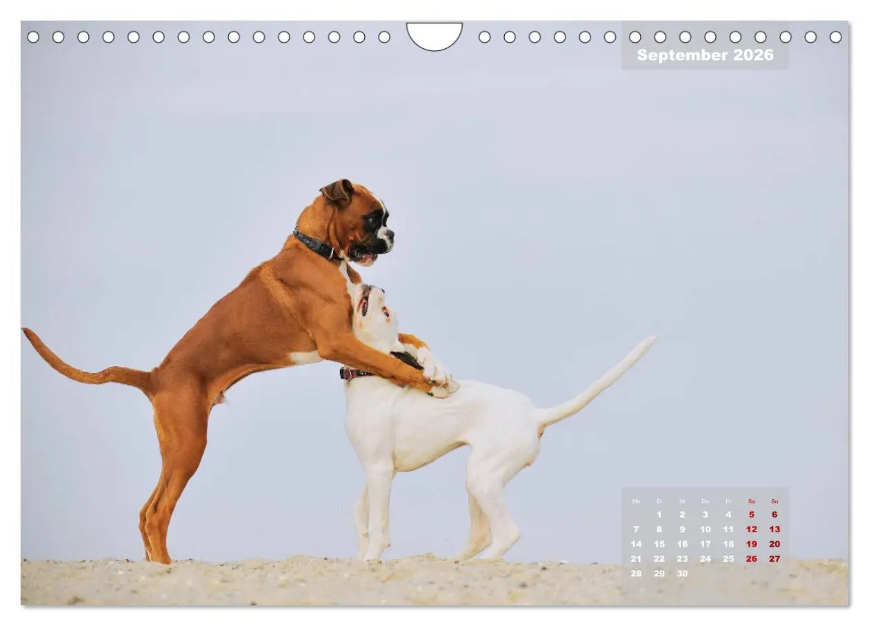Bild: 9783457937884 | Typisch Boxer (Wandkalender 2026 DIN A4 quer), CALVENDO Monatskalender