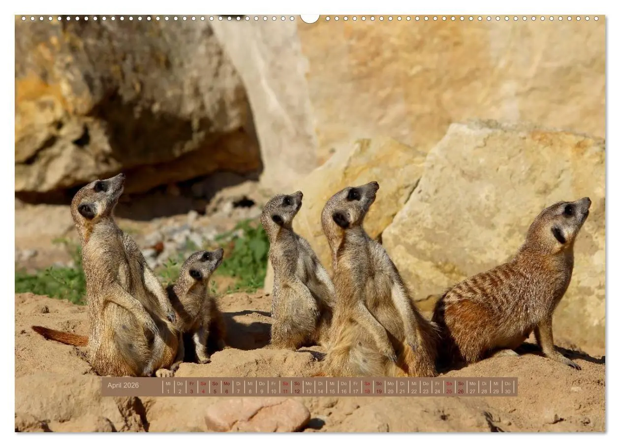 Bild: 9783516187984 | Erdmännchen (hochwertiger Premium Wandkalender 2026 DIN A2 quer),...