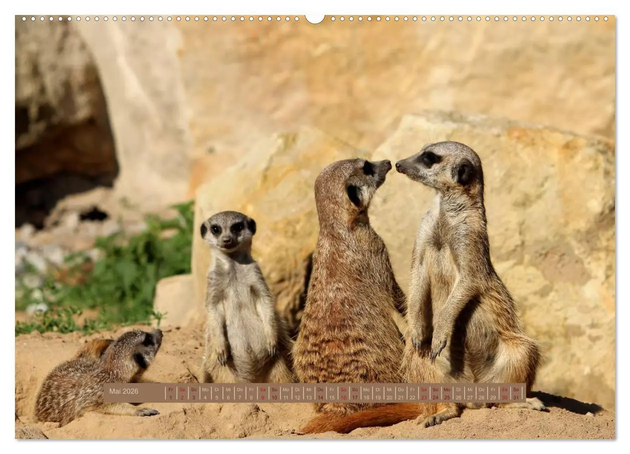 Bild: 9783516187984 | Erdmännchen (hochwertiger Premium Wandkalender 2026 DIN A2 quer),...