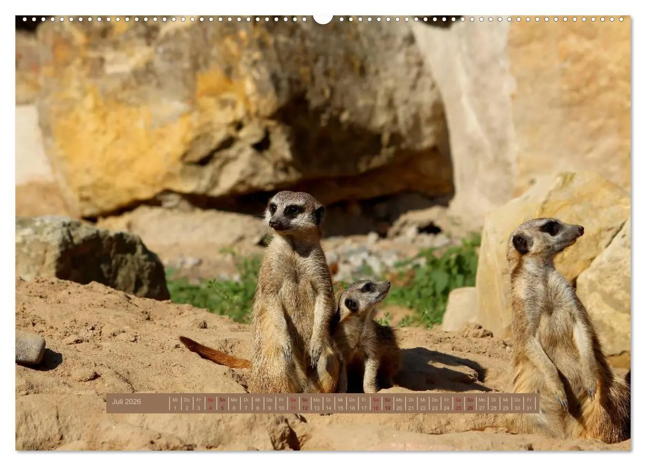 Bild: 9783516187984 | Erdmännchen (hochwertiger Premium Wandkalender 2026 DIN A2 quer),...