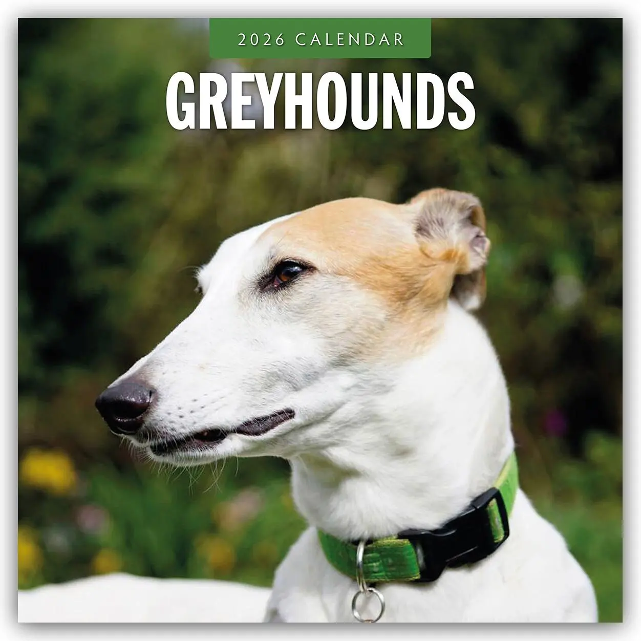 Cover: 9781804428184 | Greyhound - Windhund 2026 - 16-Monatskalender | Robin Red | Kalender