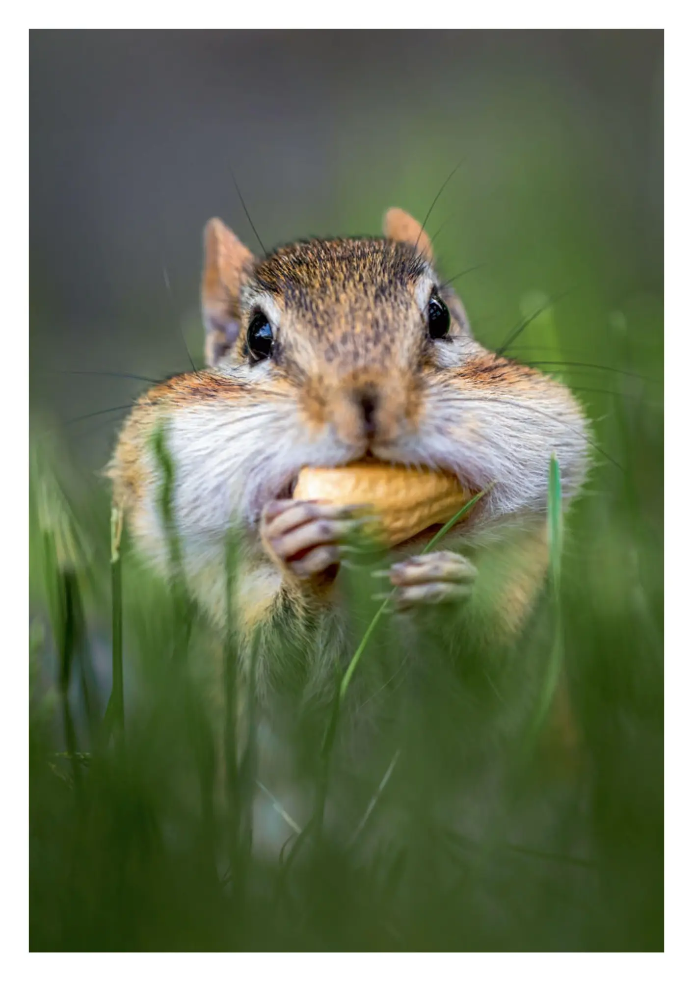 Bild: 9783625198284 | Postkartenblock Lustige Tiere | Taschenbuch | 40 S. | Deutsch | 2025