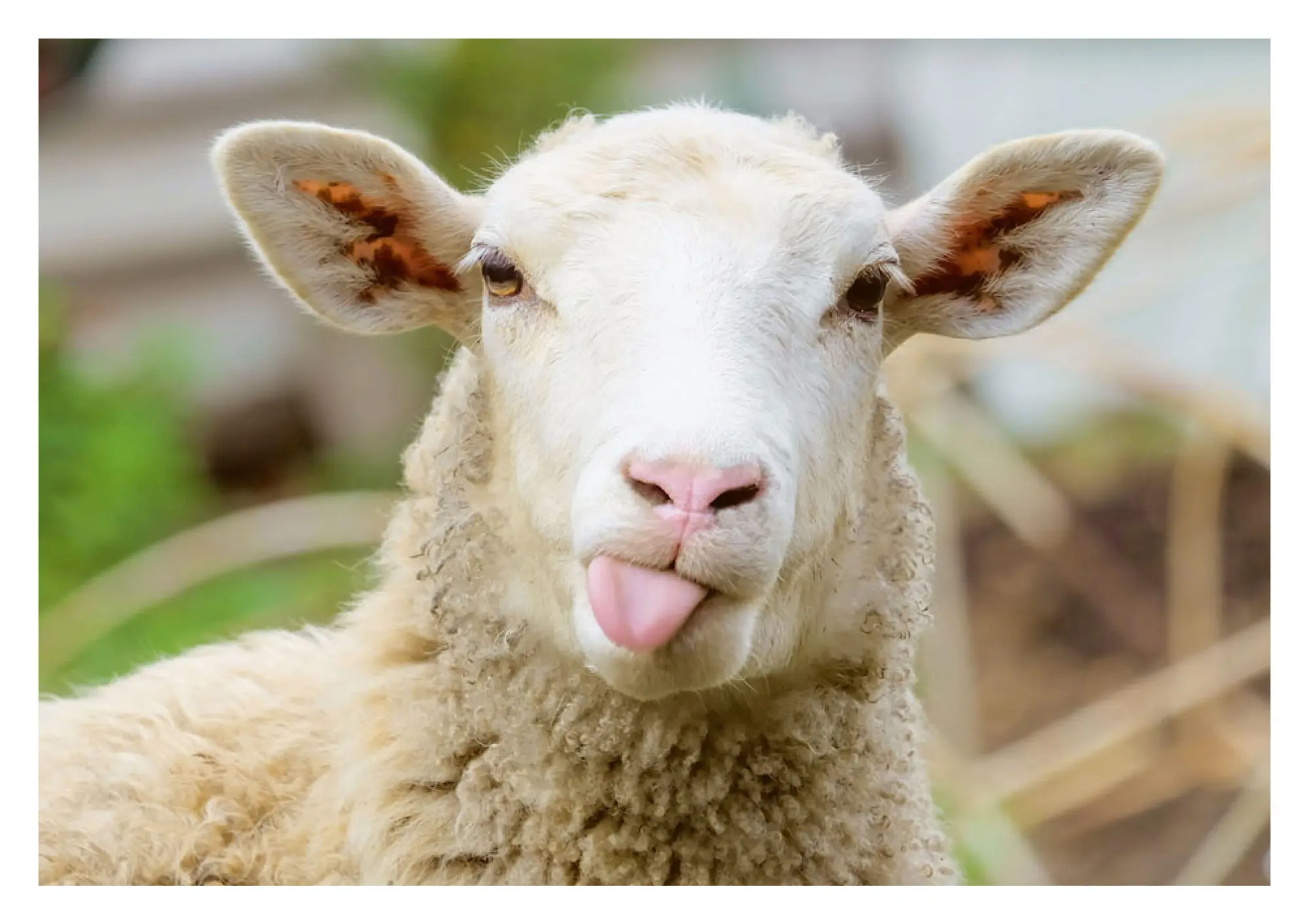 Bild: 9783625198284 | Postkartenblock Lustige Tiere | Taschenbuch | 40 S. | Deutsch | 2025