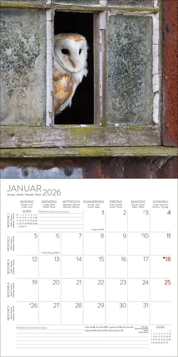 Bild: 9783731888284 | Eulen 2026 | Verlag Korsch | Kalender | 13 S. | Deutsch | 2026