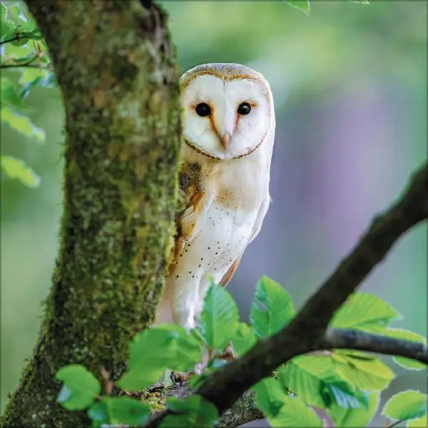 Bild: 9783731888284 | Eulen 2026 | Verlag Korsch | Kalender | 13 S. | Deutsch | 2026