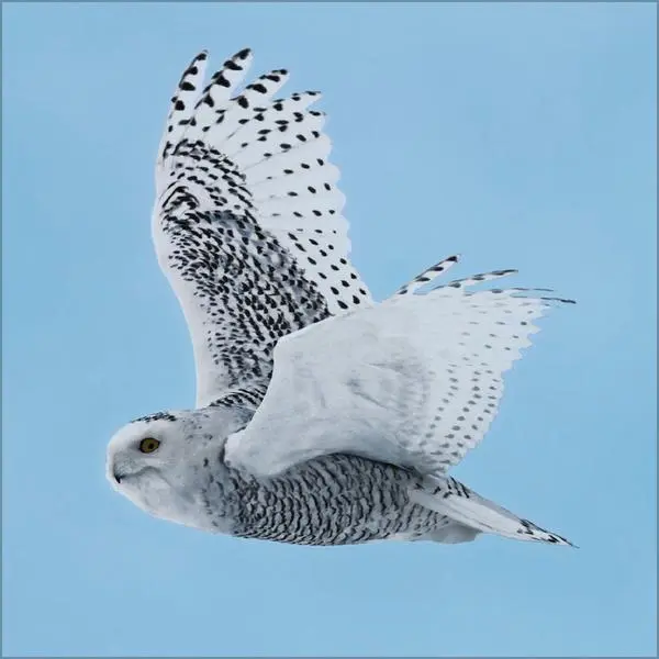 Bild: 9783731888284 | Eulen 2026 | Verlag Korsch | Kalender | 13 S. | Deutsch | 2026