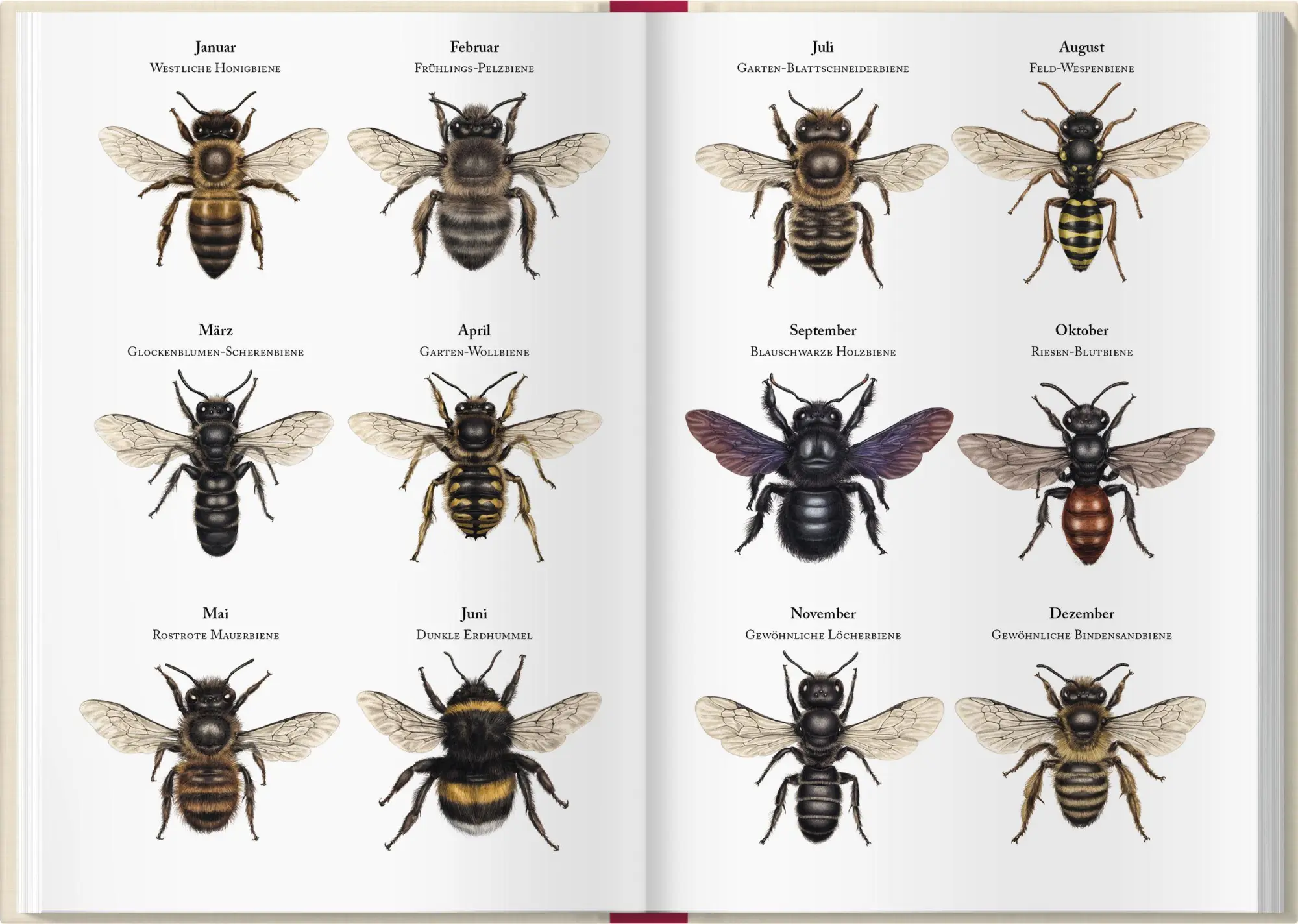 Bild: 9783784358284 | Bienenkalender 2027 | Lena Zeise | Kalender | 160 S. | Deutsch | 2027