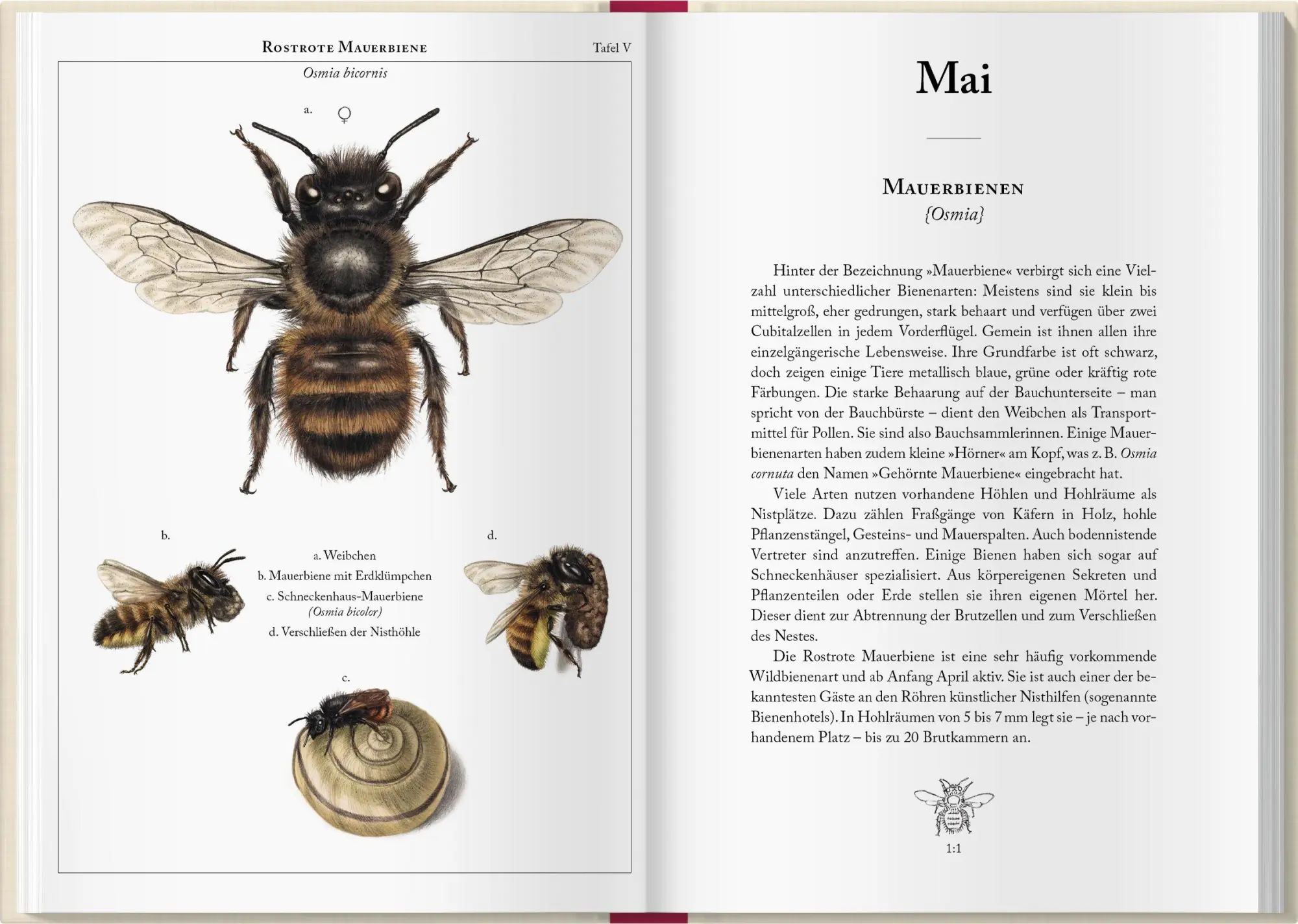 Bild: 9783784358284 | Bienenkalender 2027 | Lena Zeise | Kalender | 160 S. | Deutsch | 2027