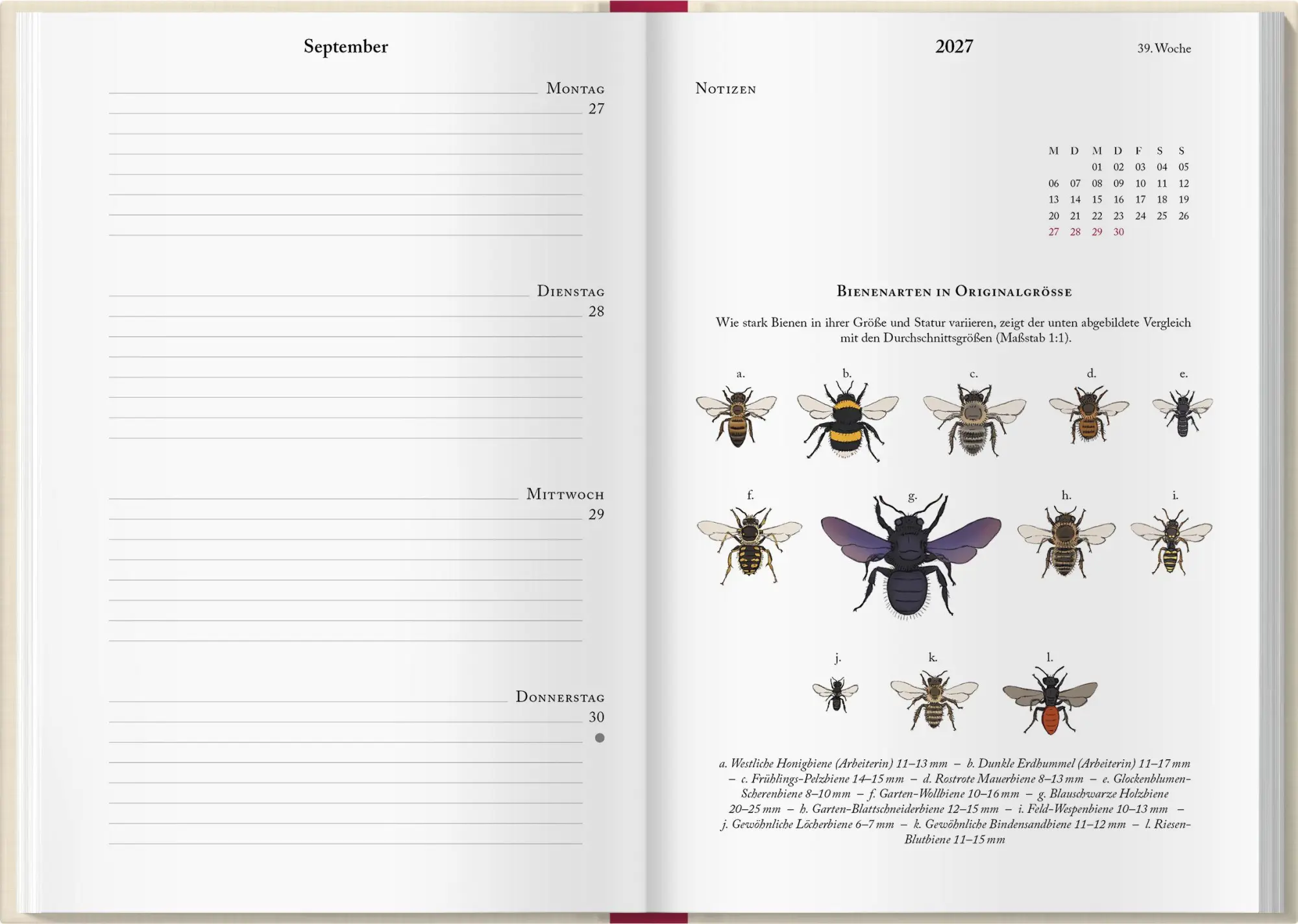 Bild: 9783784358284 | Bienenkalender 2027 | Lena Zeise | Kalender | 160 S. | Deutsch | 2027