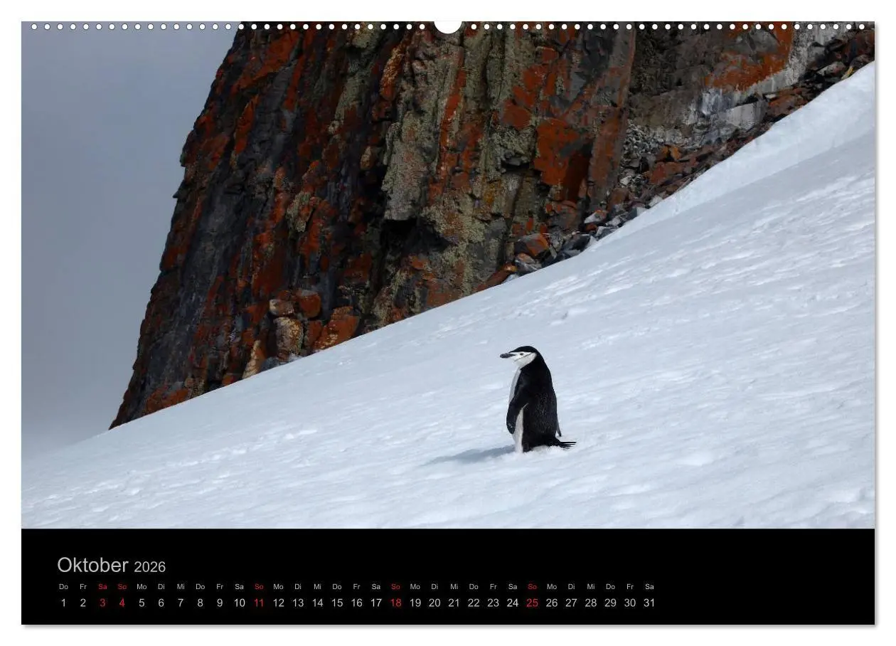 Bild: 9783516118384 | Antarktische Impressionen (Wandkalender 2026 DIN A2 quer), CALVENDO...