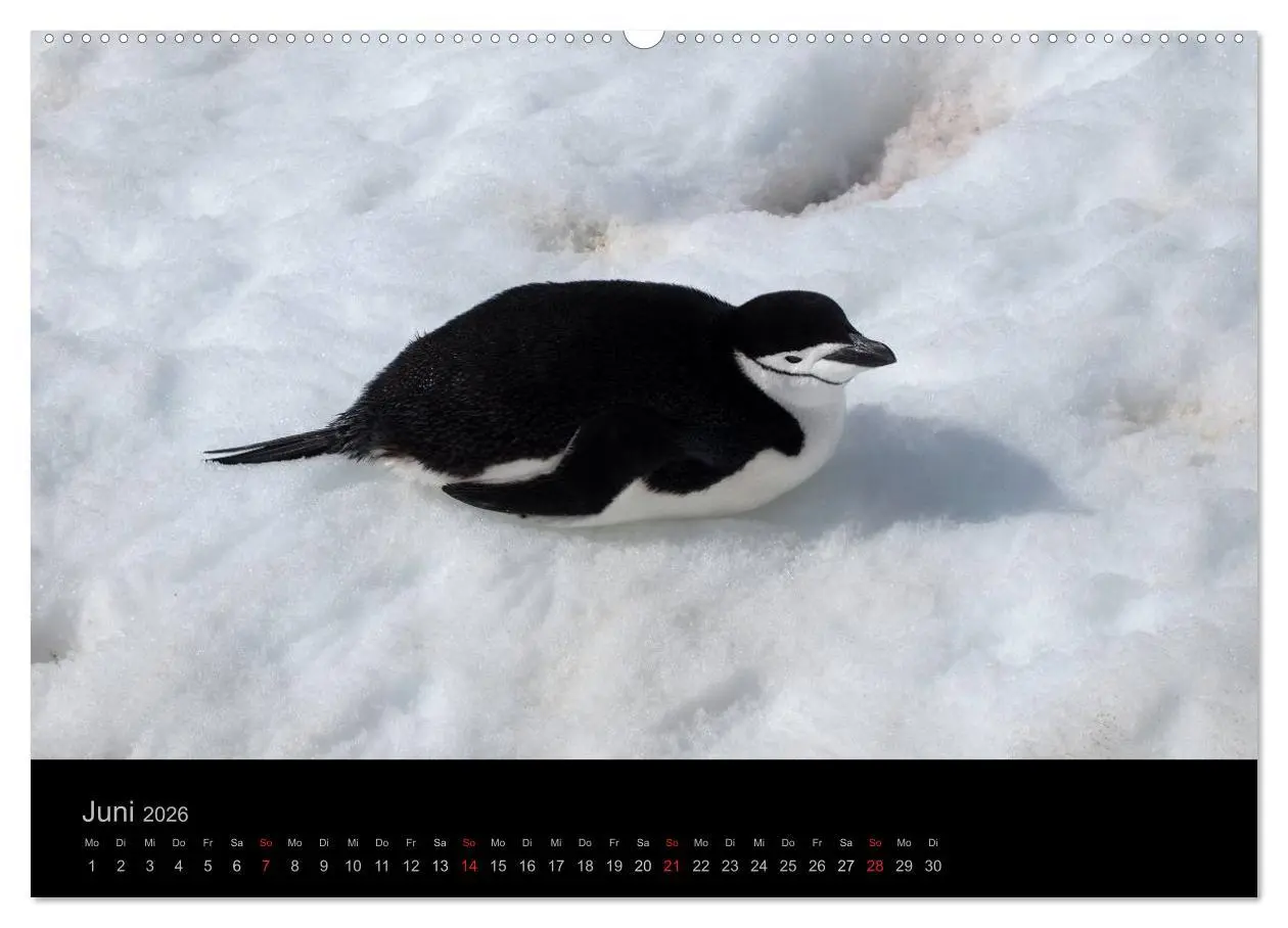 Bild: 9783516118384 | Antarktische Impressionen (Wandkalender 2026 DIN A2 quer), CALVENDO...