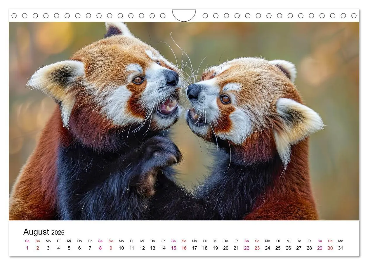 Bild: 9783457328484 | Der Rote Panda (Wandkalender 2026 DIN A4 quer), CALVENDO...