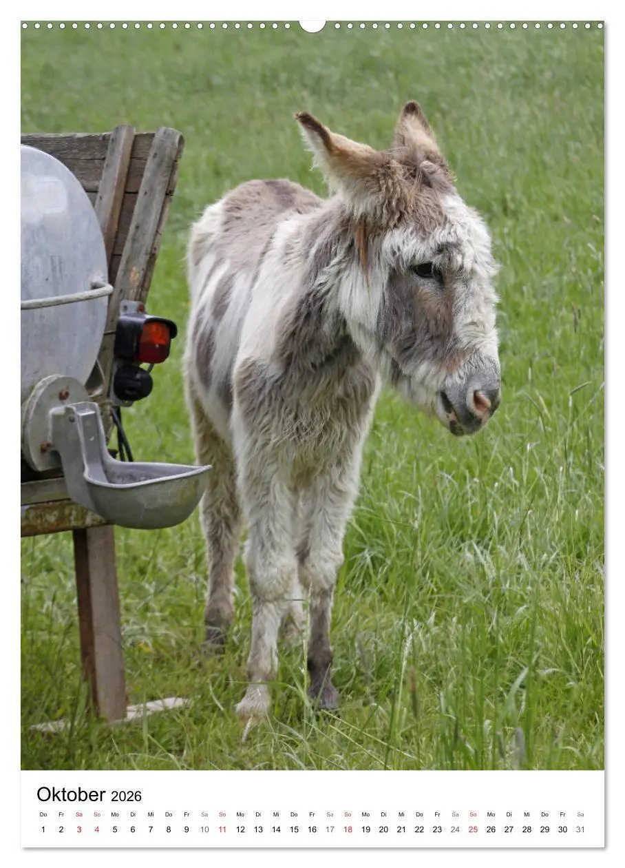 Bild: 9783516408584 | Die Esel sind los (Wandkalender 2026 DIN A2 hoch), CALVENDO...