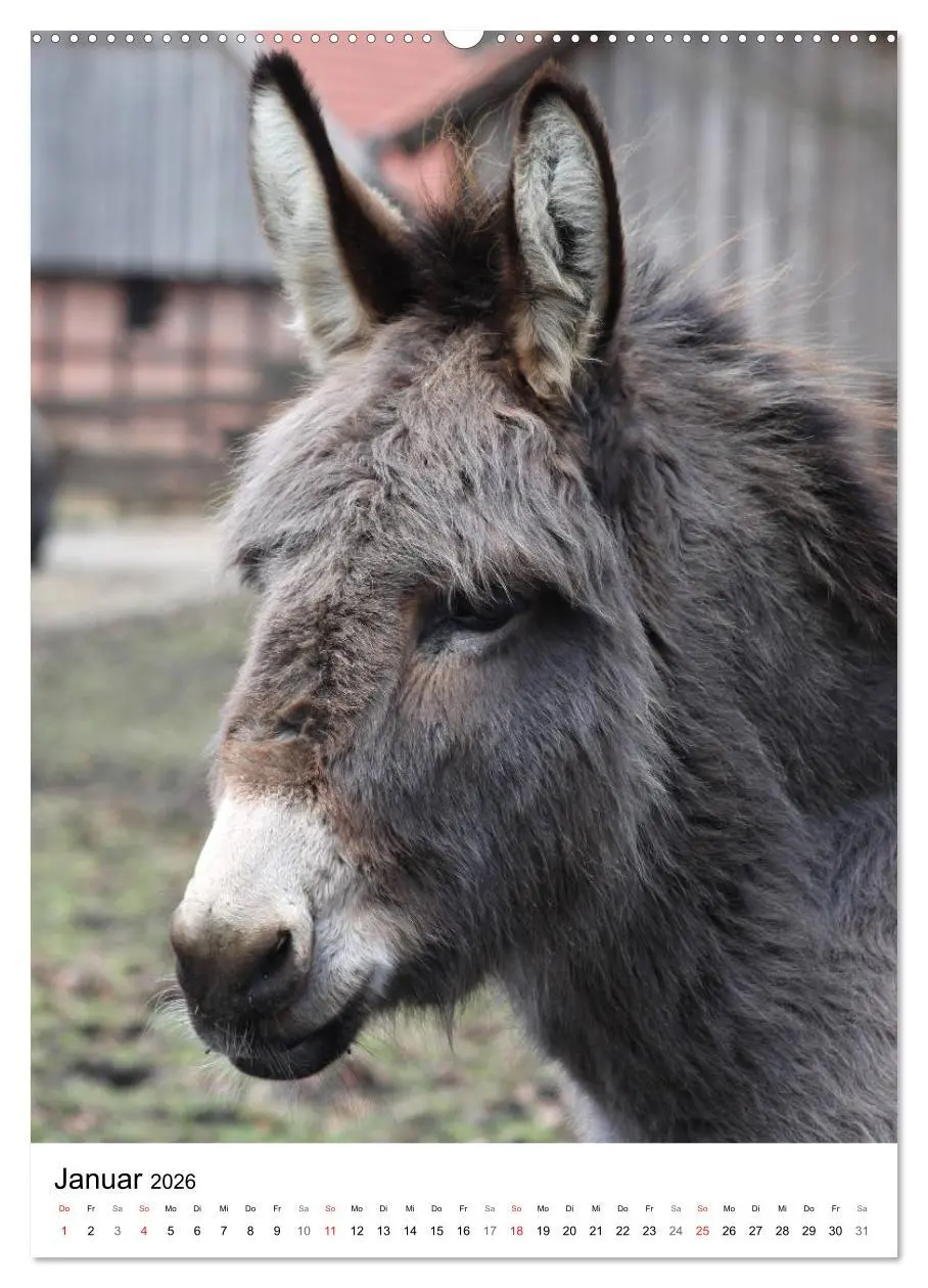 Bild: 9783516408584 | Die Esel sind los (Wandkalender 2026 DIN A2 hoch), CALVENDO...