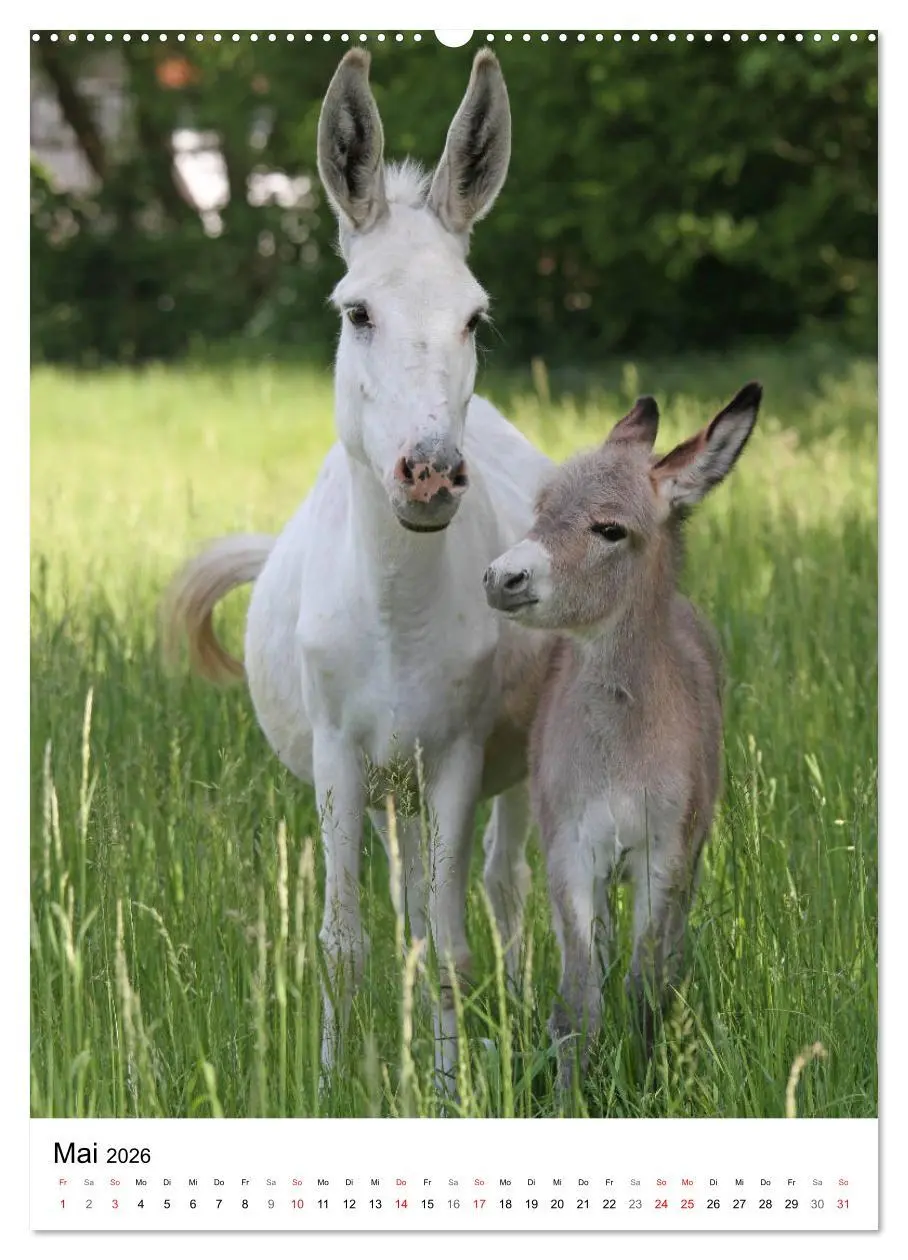 Bild: 9783516408584 | Die Esel sind los (Wandkalender 2026 DIN A2 hoch), CALVENDO...