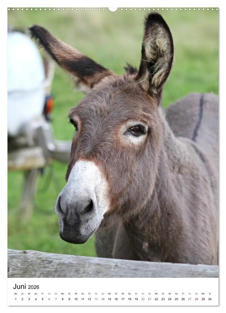 Bild: 9783516408584 | Die Esel sind los (Wandkalender 2026 DIN A2 hoch), CALVENDO...