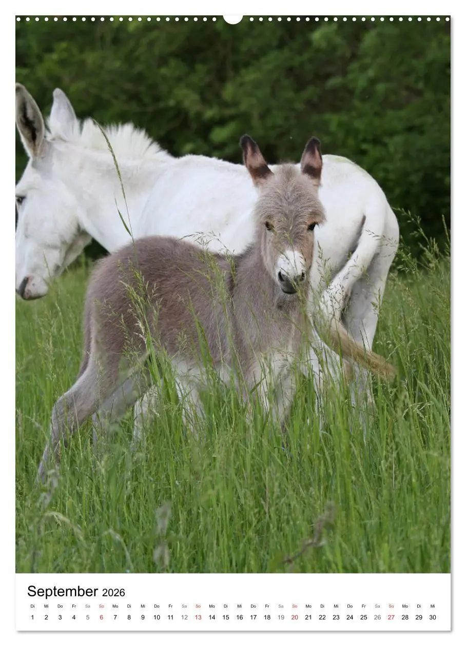 Bild: 9783516408584 | Die Esel sind los (Wandkalender 2026 DIN A2 hoch), CALVENDO...