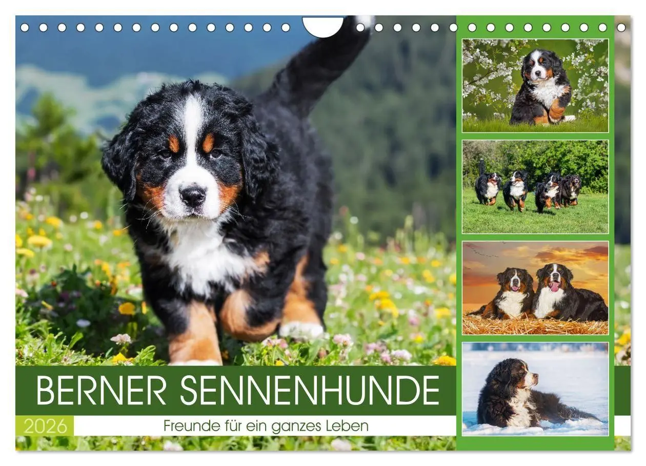 Cover: 9783516718584 | Berner Sennenhunde - Freunde für ein ganzes Leben (Wandkalender...