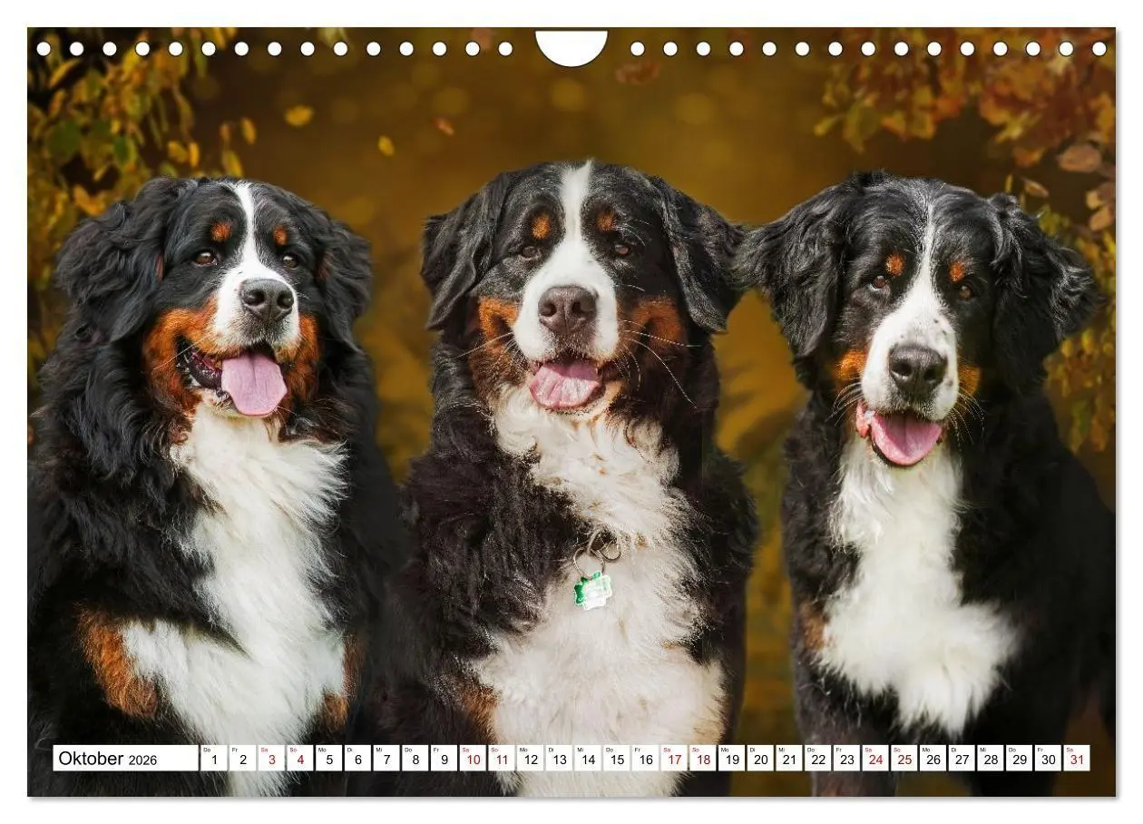Bild: 9783516718584 | Berner Sennenhunde - Freunde für ein ganzes Leben (Wandkalender...