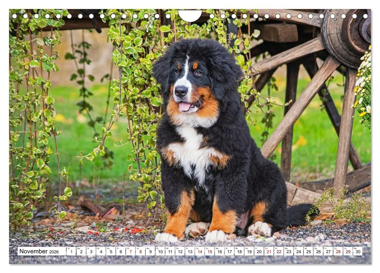 Bild: 9783516718584 | Berner Sennenhunde - Freunde für ein ganzes Leben (Wandkalender...