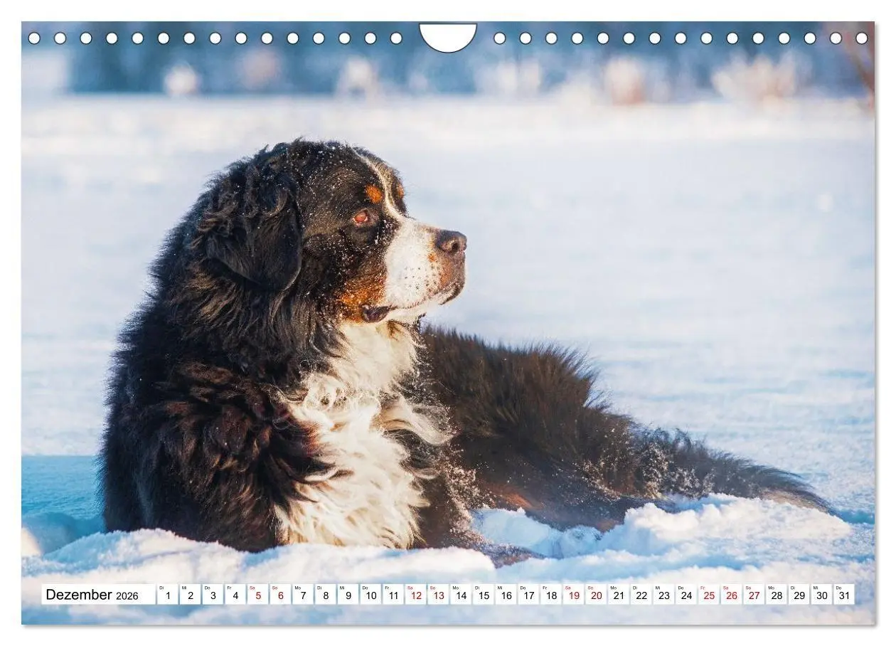 Bild: 9783516718584 | Berner Sennenhunde - Freunde für ein ganzes Leben (Wandkalender...