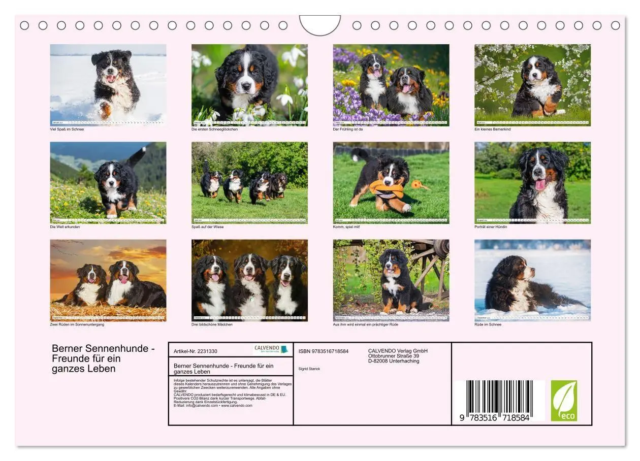 Bild: 9783516718584 | Berner Sennenhunde - Freunde für ein ganzes Leben (Wandkalender...