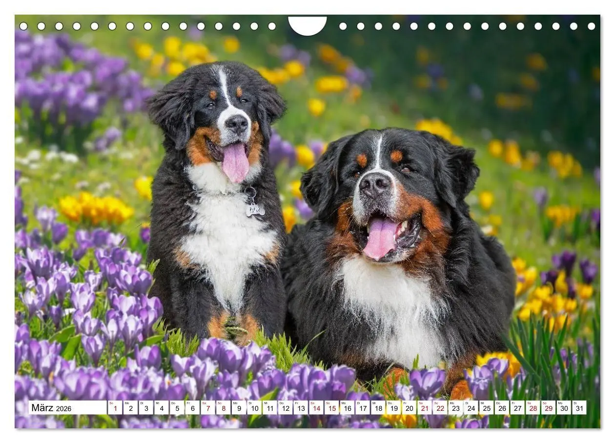 Bild: 9783516718584 | Berner Sennenhunde - Freunde für ein ganzes Leben (Wandkalender...
