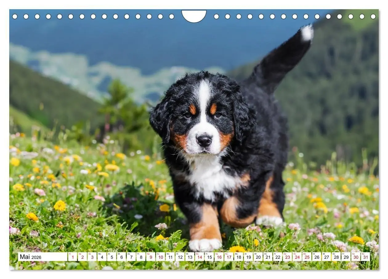 Bild: 9783516718584 | Berner Sennenhunde - Freunde für ein ganzes Leben (Wandkalender...