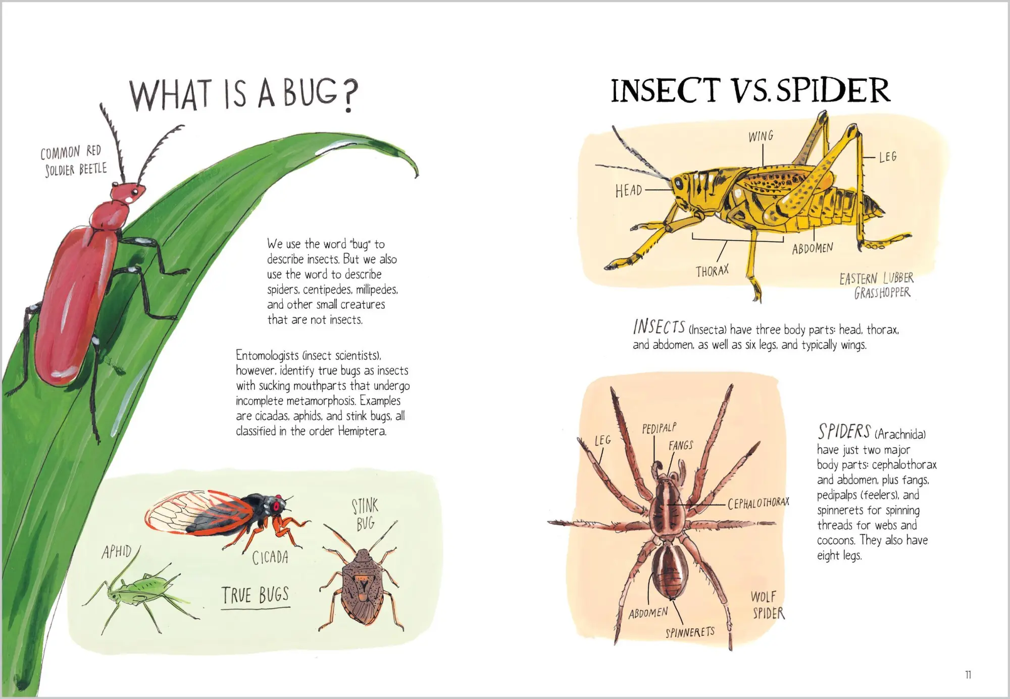 Bild: 9781635868784 | Insect Anatomy | Julia Rothman (u. a.) | Taschenbuch | Englisch | 2025