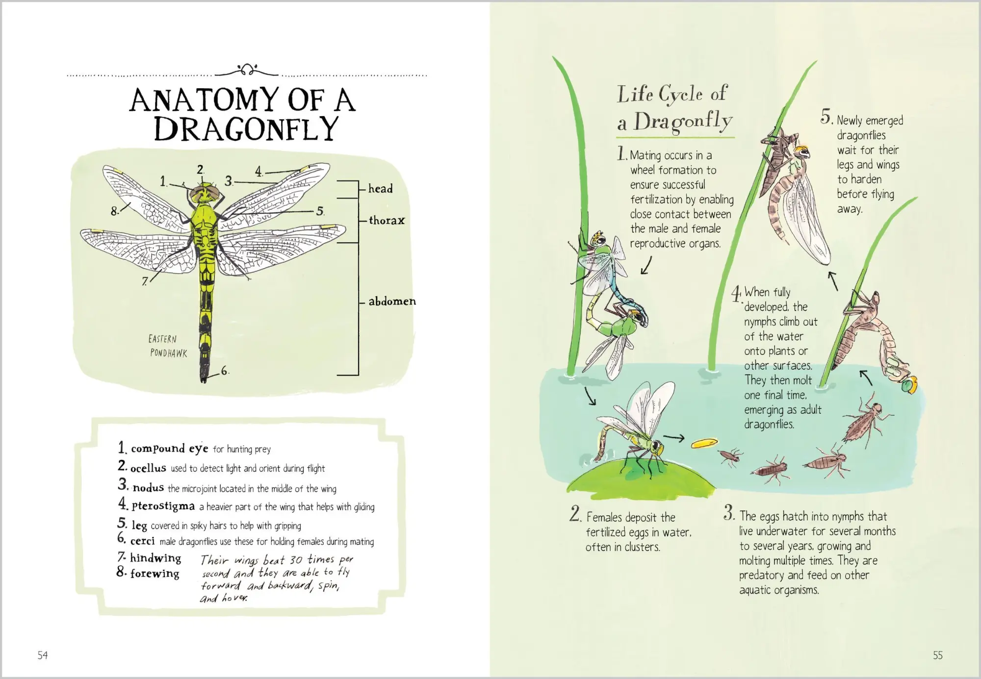 Bild: 9781635868784 | Insect Anatomy | Julia Rothman (u. a.) | Taschenbuch | Englisch | 2025