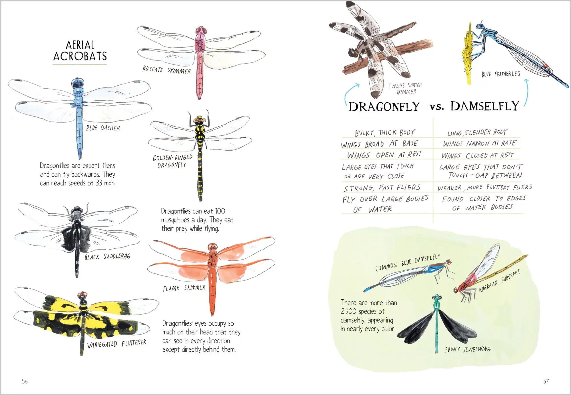 Bild: 9781635868784 | Insect Anatomy | Julia Rothman (u. a.) | Taschenbuch | Englisch | 2025