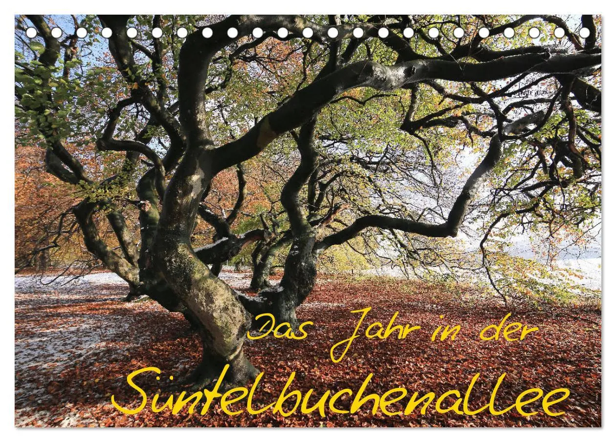 Cover: 9783457848784 | Das Jahr in der Süntelbuchenallee (Tischkalender 2026 DIN A5 quer),...