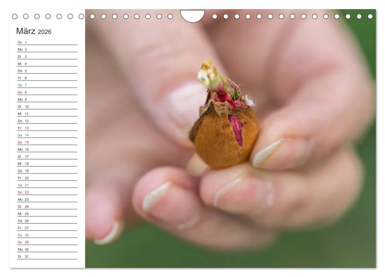 Bild: 9783516008784 | Emotionale Momente: Mandeln (Wandkalender 2026 DIN A4 quer),...