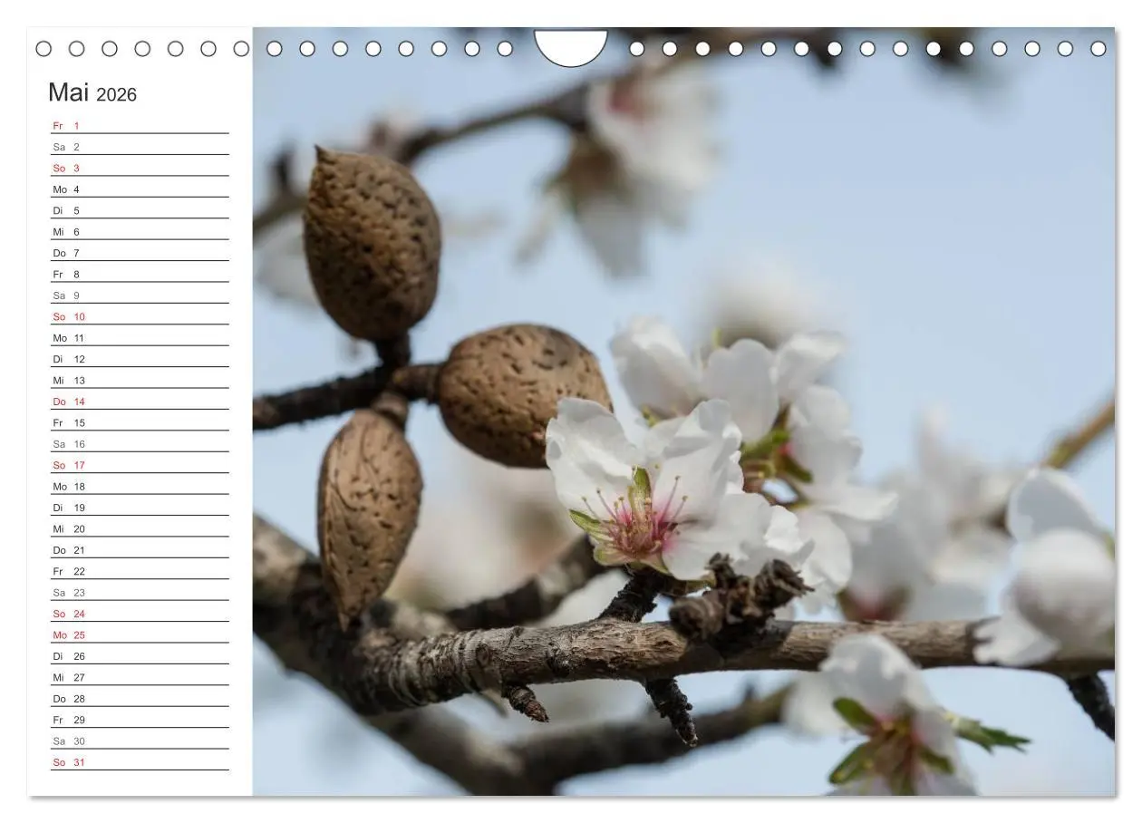 Bild: 9783516008784 | Emotionale Momente: Mandeln (Wandkalender 2026 DIN A4 quer),...