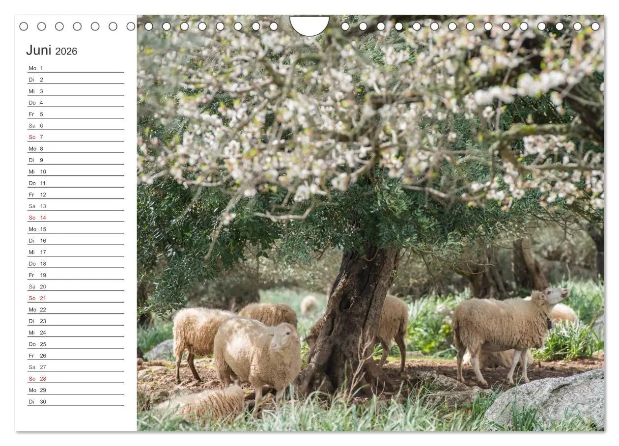 Bild: 9783516008784 | Emotionale Momente: Mandeln (Wandkalender 2026 DIN A4 quer),...