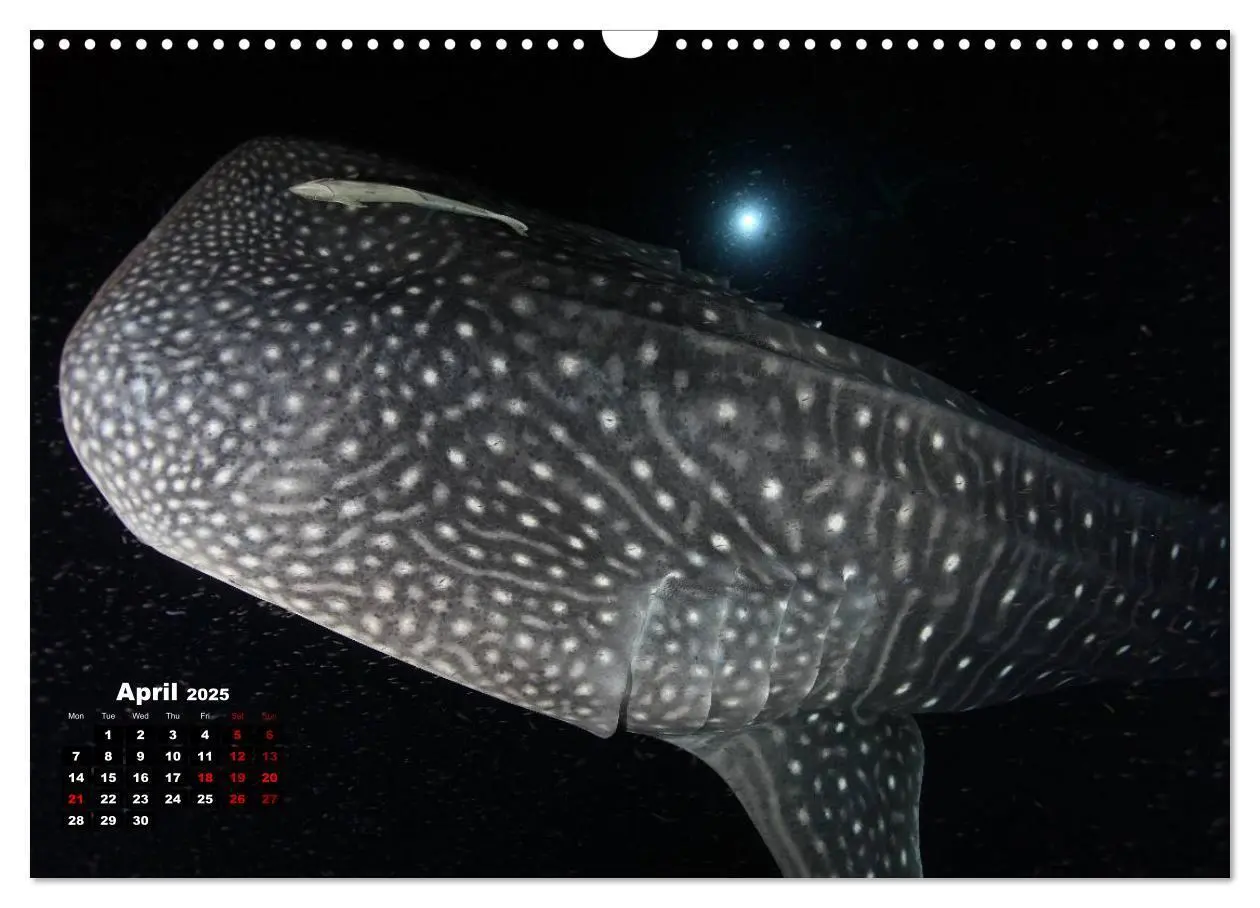 Bild: 9781325939084 | Magical Underwater World (Wall Calendar 2025 DIN A3 landscape),...