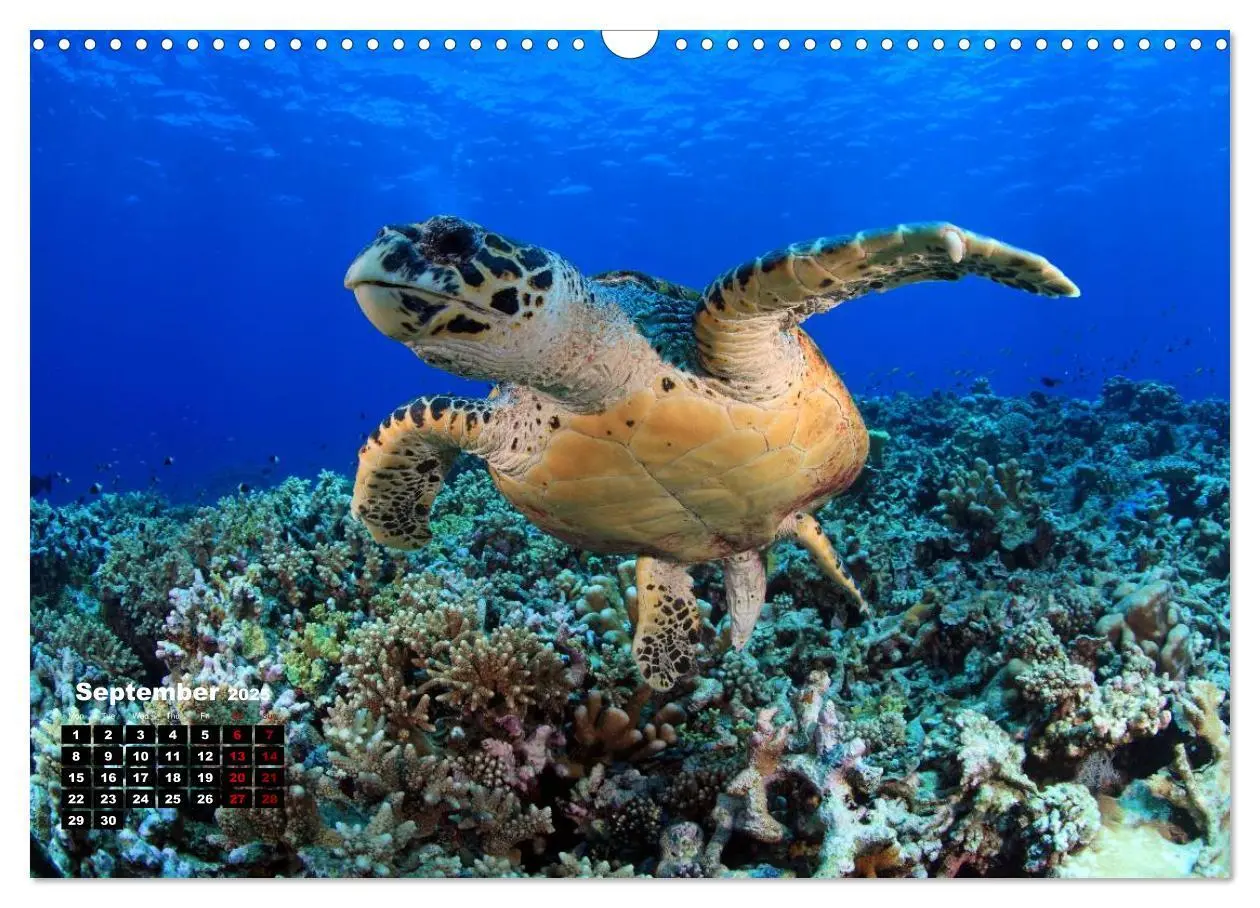 Bild: 9781325939084 | Magical Underwater World (Wall Calendar 2025 DIN A3 landscape),...