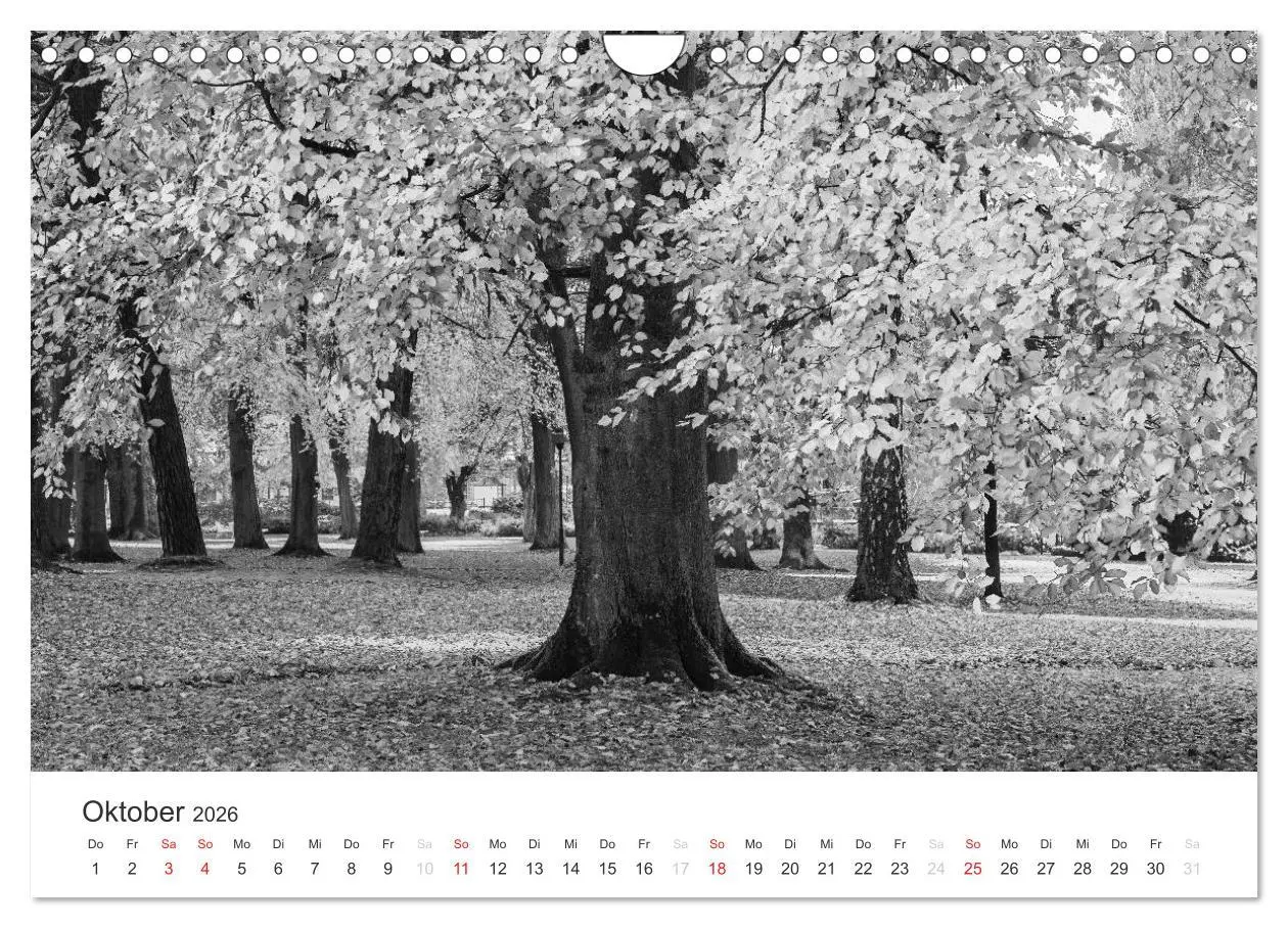 Bild: 9783516119084 | Bäume - Naturschönheiten in schwarz-weiß (Wandkalender 2026 DIN A4...
