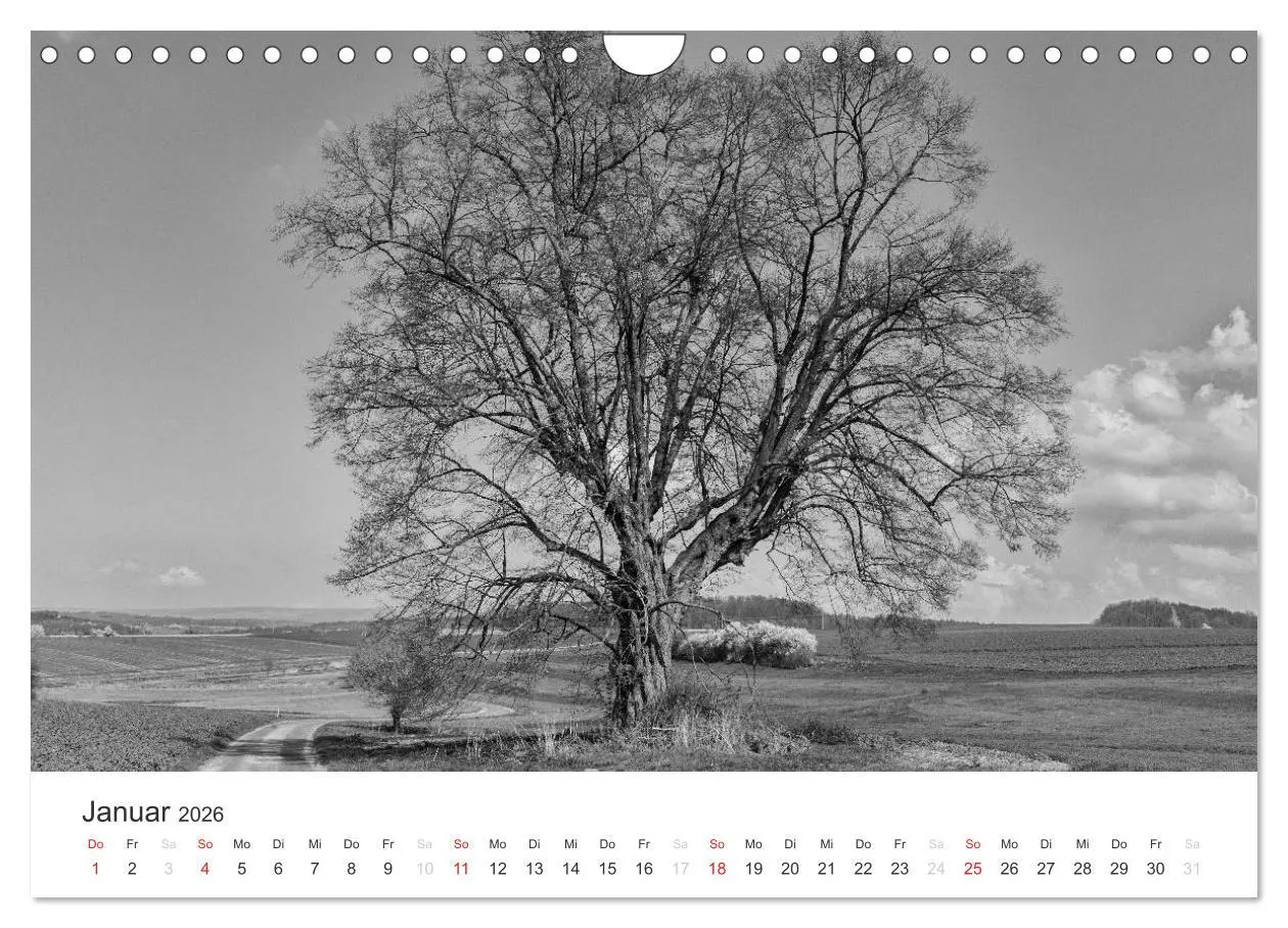 Bild: 9783516119084 | Bäume - Naturschönheiten in schwarz-weiß (Wandkalender 2026 DIN A4...
