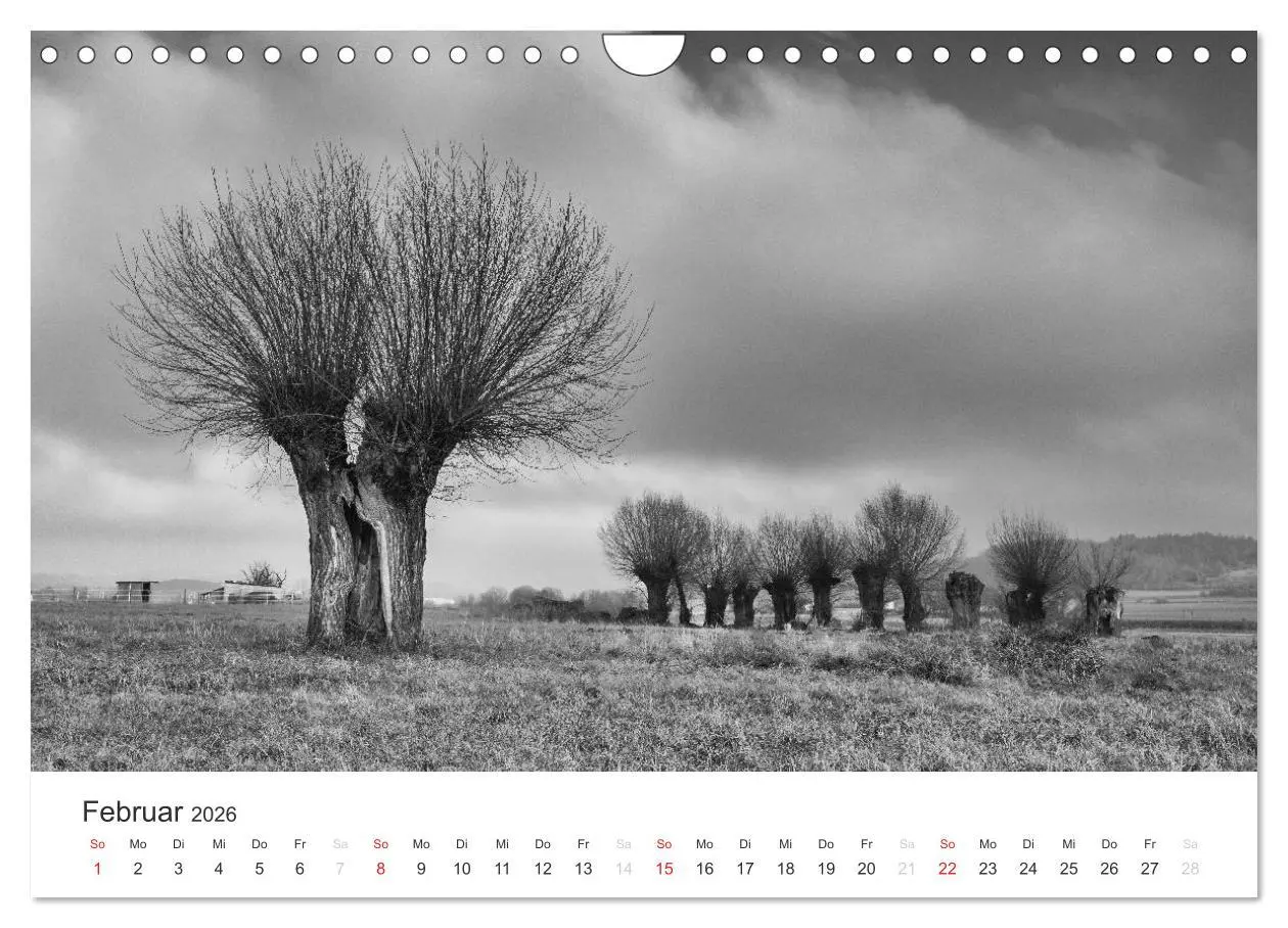 Bild: 9783516119084 | Bäume - Naturschönheiten in schwarz-weiß (Wandkalender 2026 DIN A4...