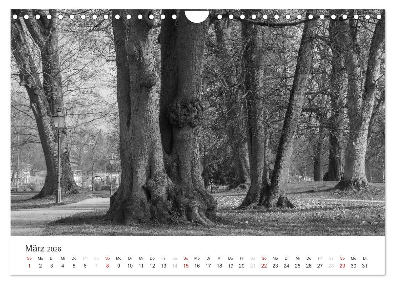 Bild: 9783516119084 | Bäume - Naturschönheiten in schwarz-weiß (Wandkalender 2026 DIN A4...