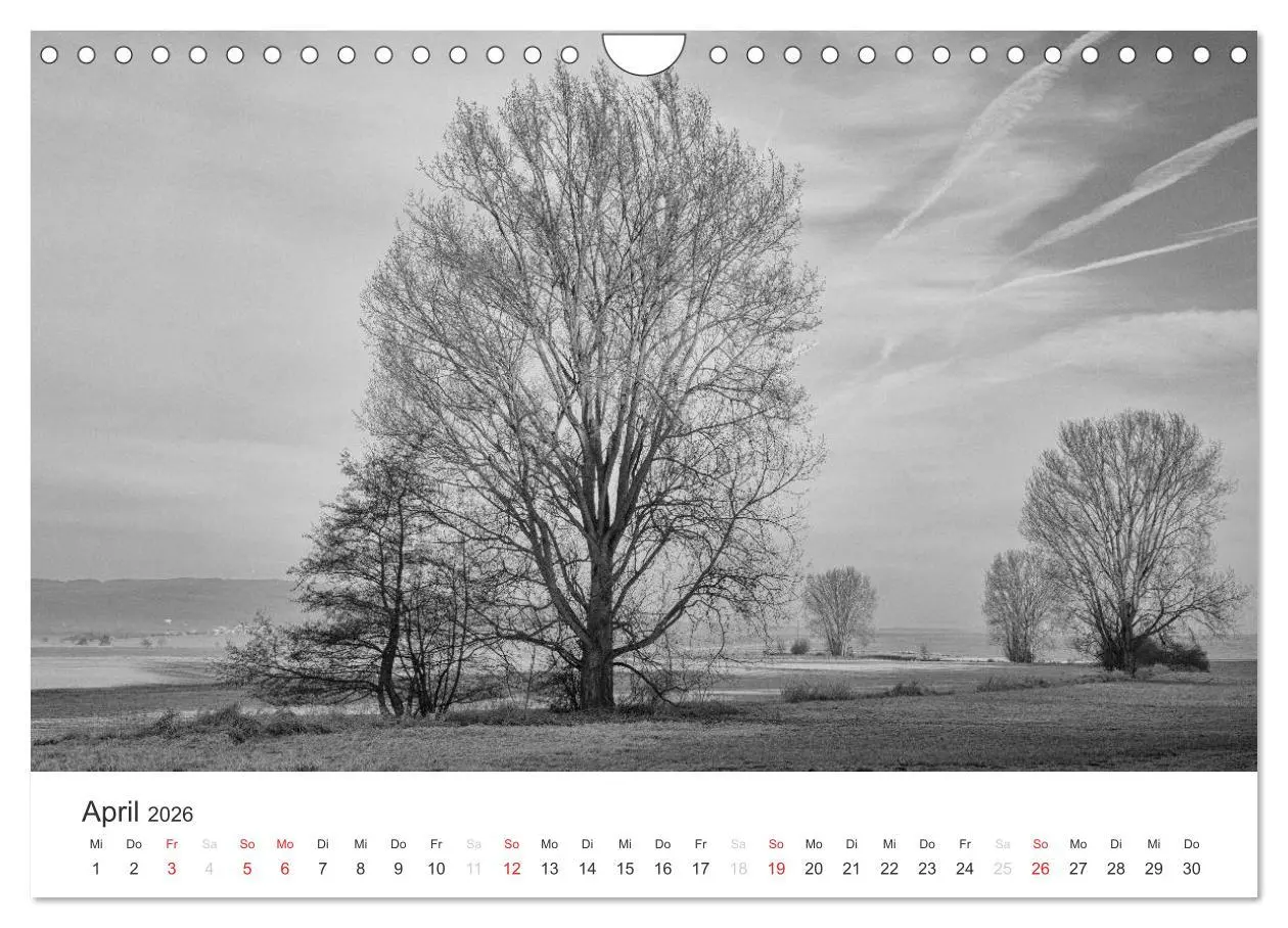 Bild: 9783516119084 | Bäume - Naturschönheiten in schwarz-weiß (Wandkalender 2026 DIN A4...