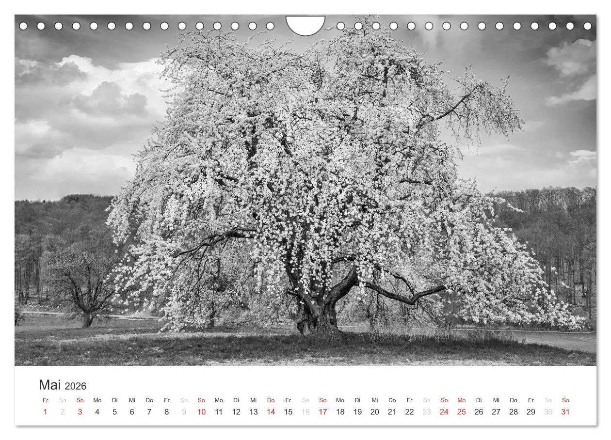 Bild: 9783516119084 | Bäume - Naturschönheiten in schwarz-weiß (Wandkalender 2026 DIN A4...