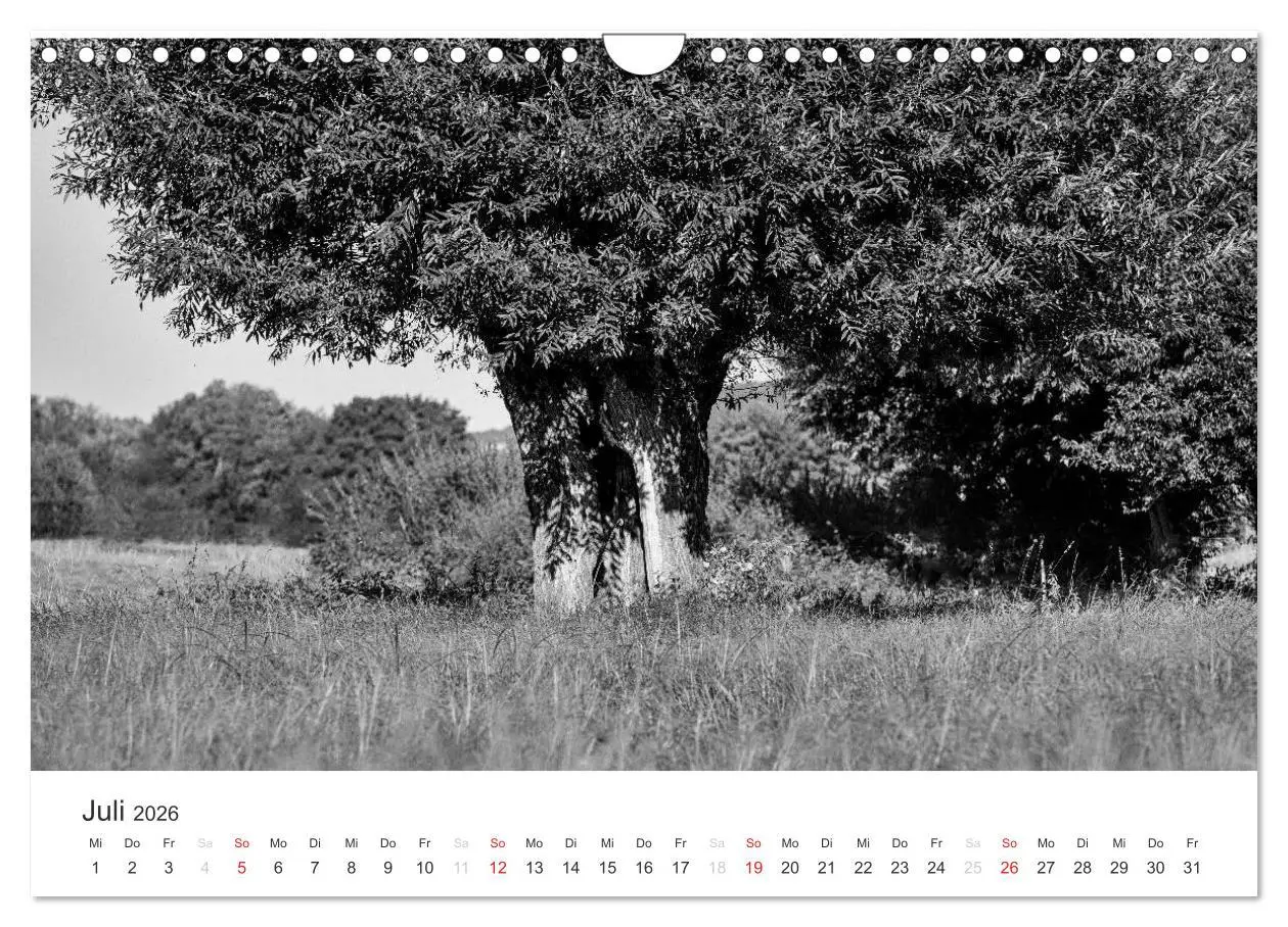 Bild: 9783516119084 | Bäume - Naturschönheiten in schwarz-weiß (Wandkalender 2026 DIN A4...