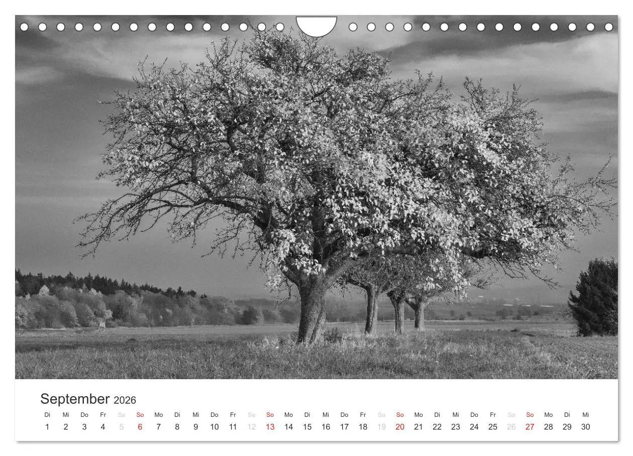 Bild: 9783516119084 | Bäume - Naturschönheiten in schwarz-weiß (Wandkalender 2026 DIN A4...
