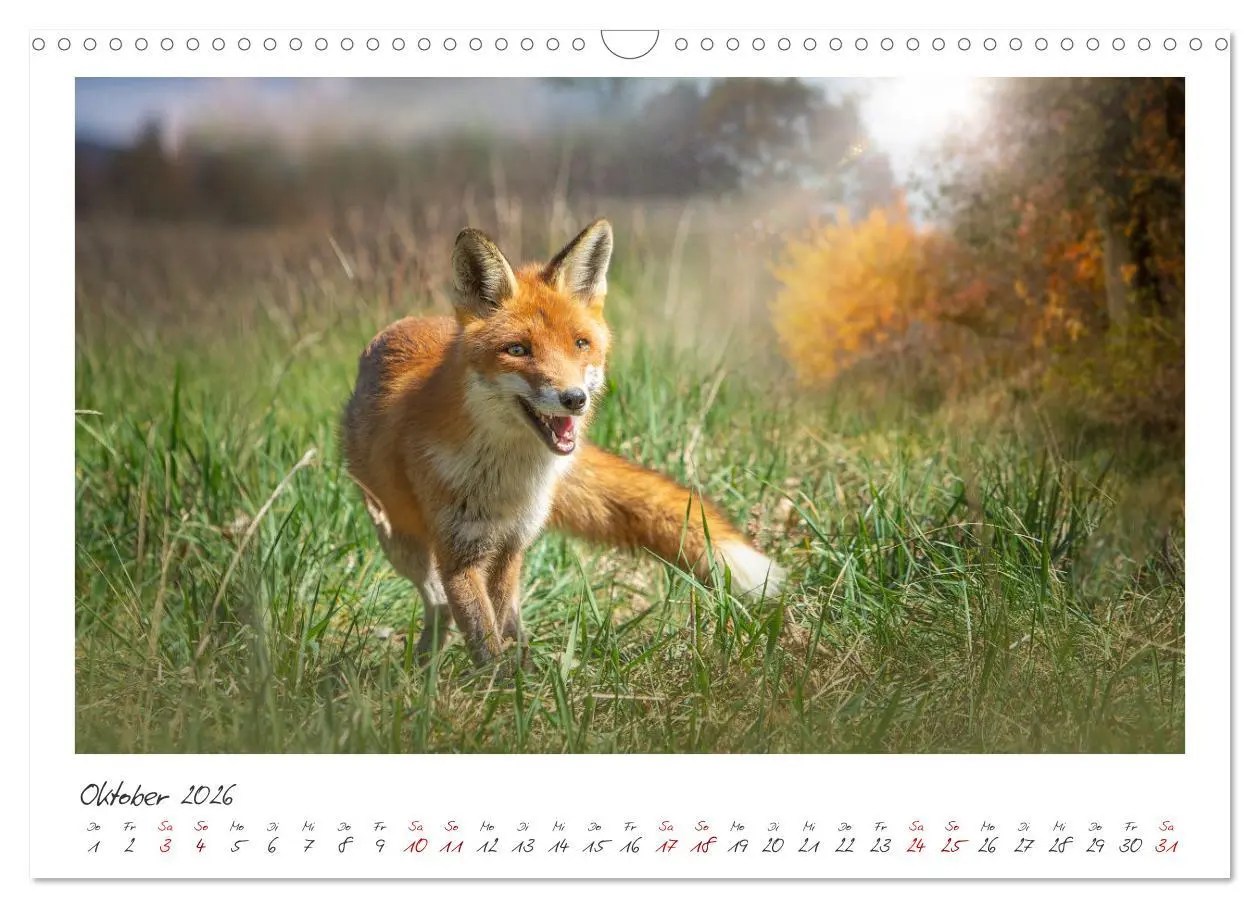 Bild: 9783457499184 | Füchse - zauberhafte Seelen (Wandkalender 2026 DIN A3 quer),...