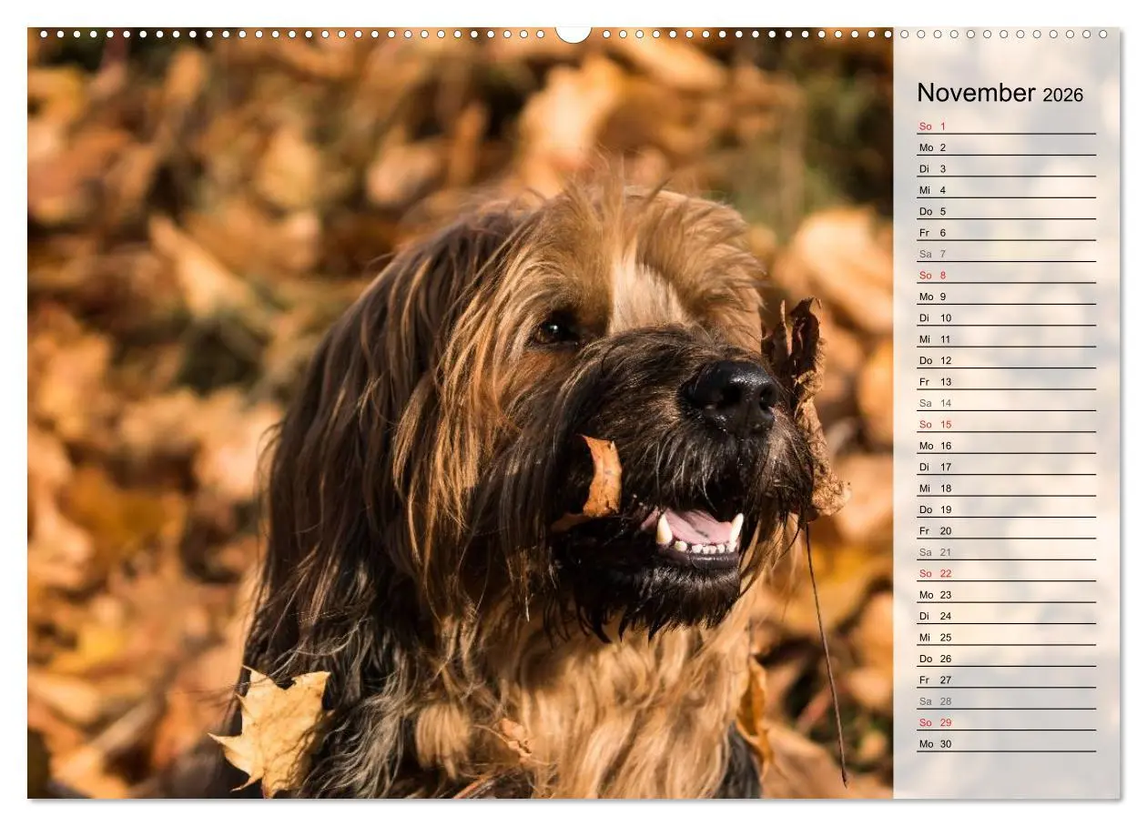 Bild: 9783457949184 | Der Briard 2026 - Ein echter Charmeur (Wandkalender 2026 DIN A2...
