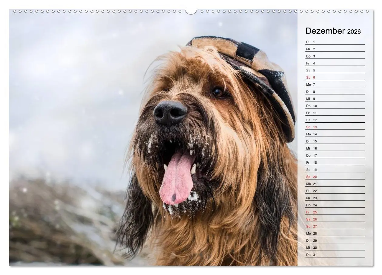 Bild: 9783457949184 | Der Briard 2026 - Ein echter Charmeur (Wandkalender 2026 DIN A2...